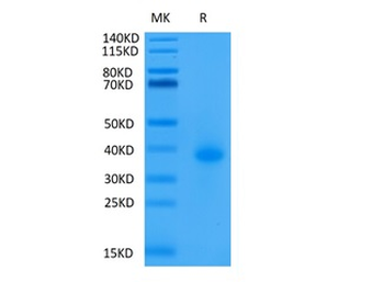 Recombinant human CD40 protein, C-His-Avi (HEK293)
