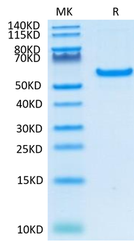 Recombinant human CD40 protein, C-His (HEK293)