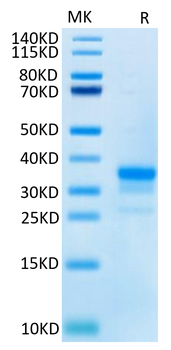 Recombinant Cyn. monkey CD40 protein, C-His (HEK293)