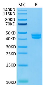 Recombinant Cyn. monkey CD3E & CD3G protein, C-hFc (HEK293)