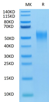 Recombinant mouse CD24 protein, C-mFc (HEK293)