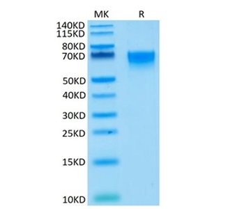 Recombinant human CD27 protein, C-hFc (HEK293)