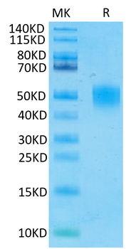 Recombinant human CD200 / OX-2 protein, C-His (HEK293)