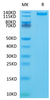 Recombinant human CD163 protein, C-His-Avi (HEK293)