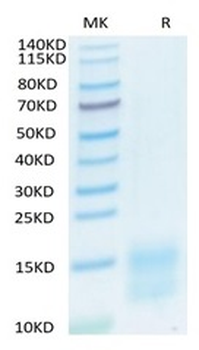 Recombinant mouse BCMA protein, C-His-Avi (HEK293)