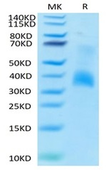 Recombinant mouse BCMA protein, C-hFc (HEK293)