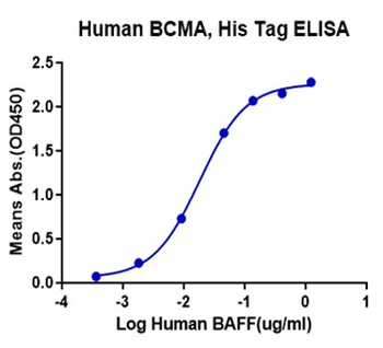 Recombinant human BCMA (Trimer) protein, C-His-Avi (HEK293)