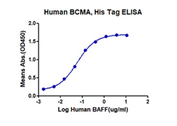 Recombinant human BCMA protein, C-His-Avi (HEK293)