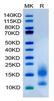 Recombinant human BCMA protein, C-His-Avi (HEK293)
