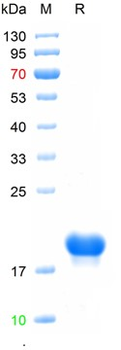 Recombinant human Alpha-synuclein