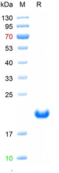 Recombinant SARS-Cov-2 Spike protein fragment, N-His