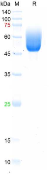 Recombinant human TGFBR2 protein, hFc & His (HEK293)