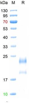 Recombinant human LH Alpha / Beta Heterodimer protein, C-His (HEK293)