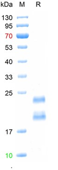 Recombinant human TSH Alpha/Beta Heterodimer protein, C-His (HEK293)