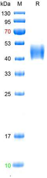 Recombinant human TROP2 protein, N-His (HEK293)