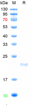 Recombinant mouse CD40L protein, His (HEK293)