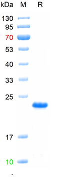 Recombinant MPXV A29L protein, N-His