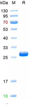 Recombinant MPXV/M1R protein, N-His