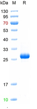 Recombinant MPXV/M1R protein, N-His