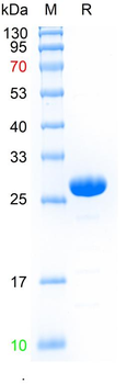 Recombinant human Alpha-synuclein protein, N-His