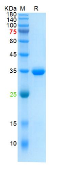 Recombinant human COX2 protein, N-His