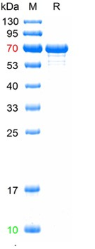 Recombinant PPV-VP2 protein, N-His