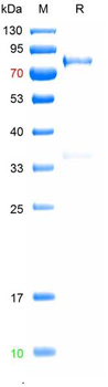 Recombinded ASFV p72 protein, N-His