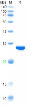 Recombinant ASFV p30 protein, N-His