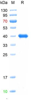 Recombinant human TMPRSS2 protein