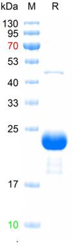 Recombinant mouse SLC10A2 protein, N-Sumo