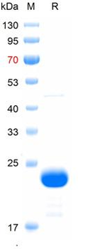 Recombinant mouse SLC10A2 protein, N-Sumo