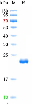 Recombinant human Adenosine Receptor A3 protein, N-Sumo