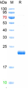 Recombinant human Adenosine Receptor A3 protein, N-Sumo