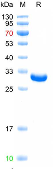 Recombinant human ACAN protein, N-His