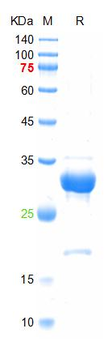 Recombinant mouse EMP-1 protein, GST & His