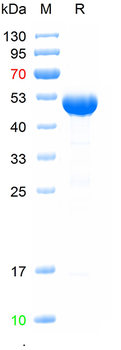 Recombinant human NMP-22 protein, His