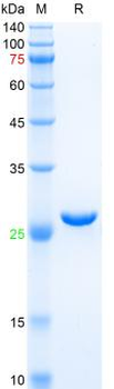 Recombinant mouse ASC protein, His