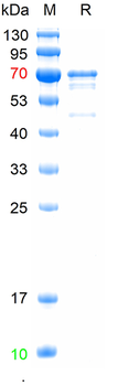 Recombinant human Tau-4 protein, His