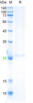 Recombinant human SOX10 protein, C-His