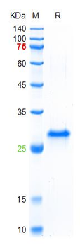 Recombinant human Smoothened protein, His