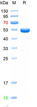 Recombinant mouse CD80 protein, N-GST & C-His