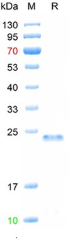 Recombinant human NALP3 protein, His