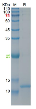 Recombinant human NALP3 protein, His