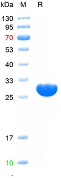 Recombinant Bovine HSPE1 protein, Trx & His