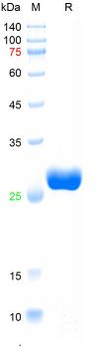 Recombinant human PGP9.5 protein, His