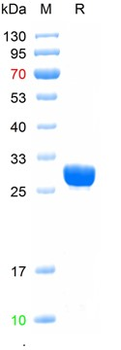 Recombinant human Myoglobin, Trx & His