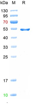 Recombinant human Tau-4 protein, DsbC & His