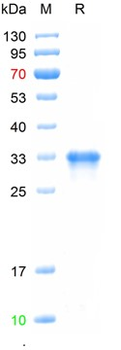 Recombinant human NLRP3 protein, His