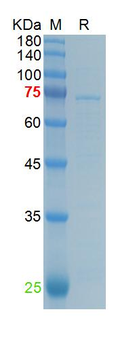 Recombinant human Bax protein, DsbC & His