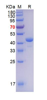 Recombinant human Lamin A/C protein, N-GST & C-His